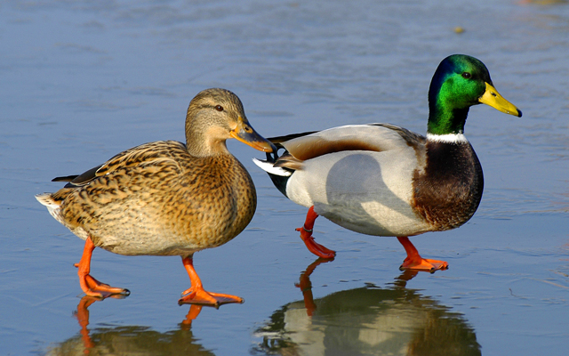 Canard colvert